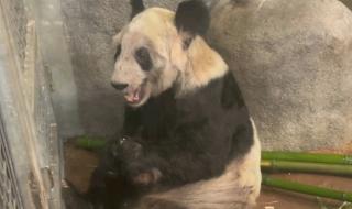 熊猫丫丫最新情况 熊猫丫丫最新情况