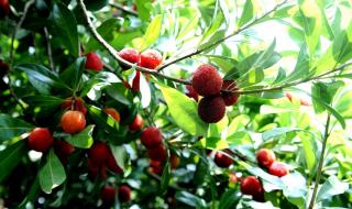 东魁杨梅是哪里产的