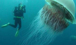 现巨型野生娃娃鱼 现巨型野生娃娃鱼