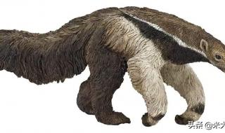 大熊猫生活在什么地方